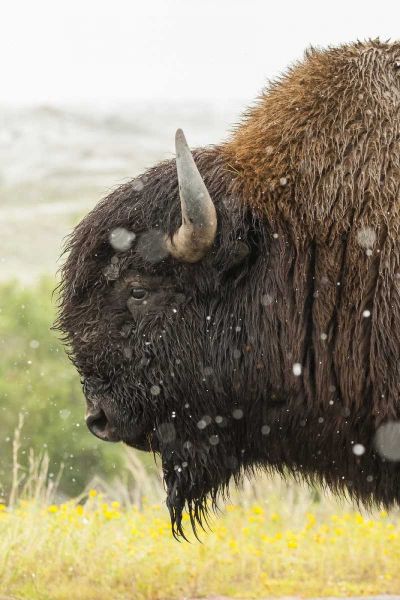 South Dakota, Custer State Park Profile of bison